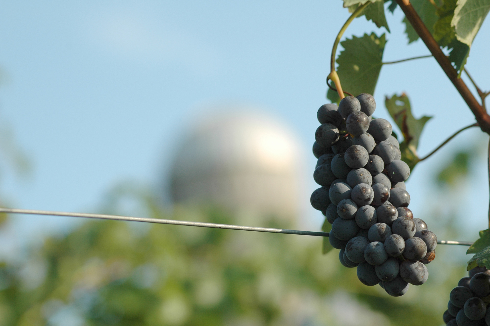 Crow Vineyard & Winery