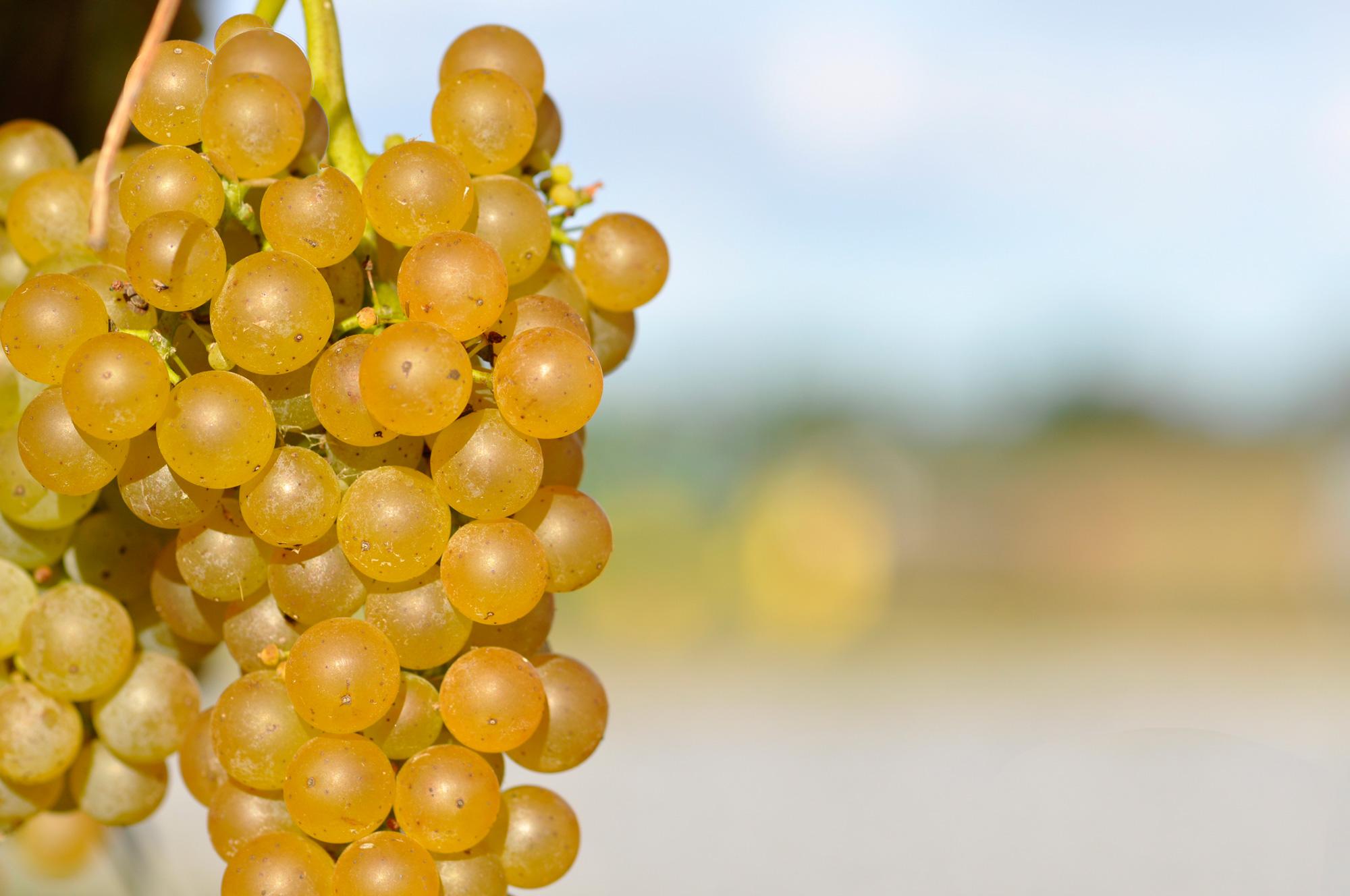 What Role Should Vidal Blanc Play in the Future of Maryland Wine?